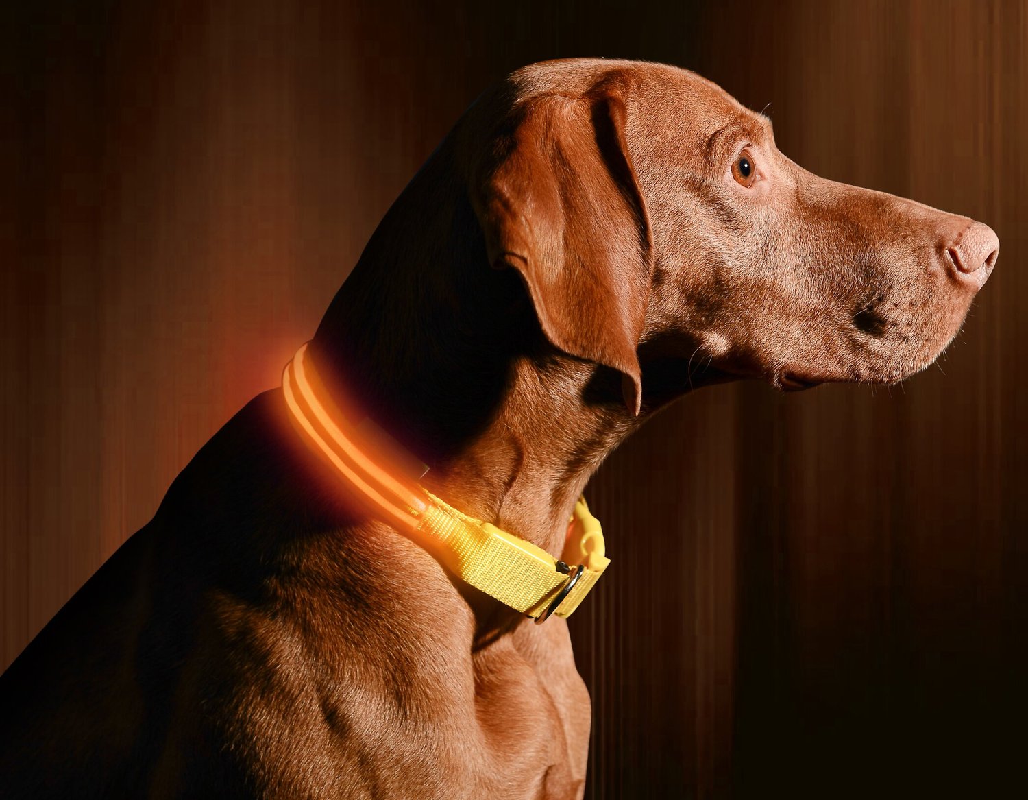 Illumiseen LED USB Rechargeable Dog Collar, Orange, XX ...