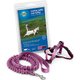 Leashes, Collars & Harnesses