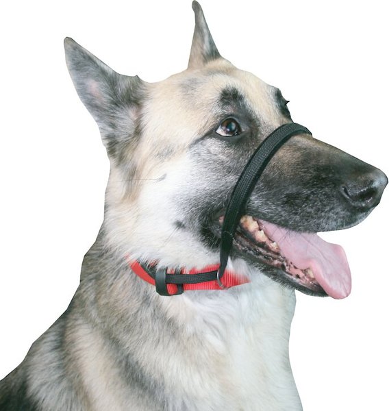 Sporn Head Control Dog Halter, Black, Large slide 1 of 7