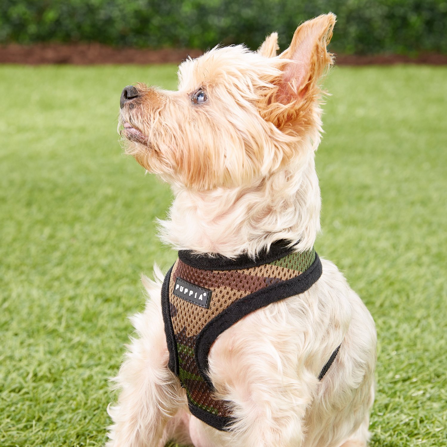 Puppia Soft Black Trim Dog Harness, Camo, X-Small - Chewy.com