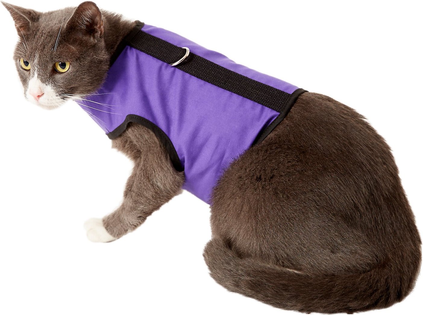 kitty wearing an escape proof cat harness