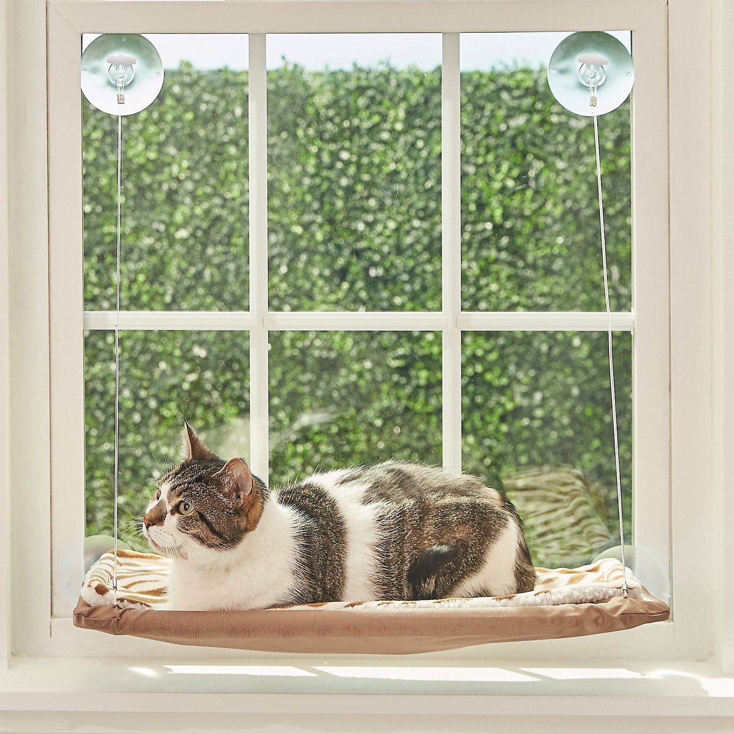Oster Sunny Seat Window  Mounted Cat  Bed Brown Chewy com