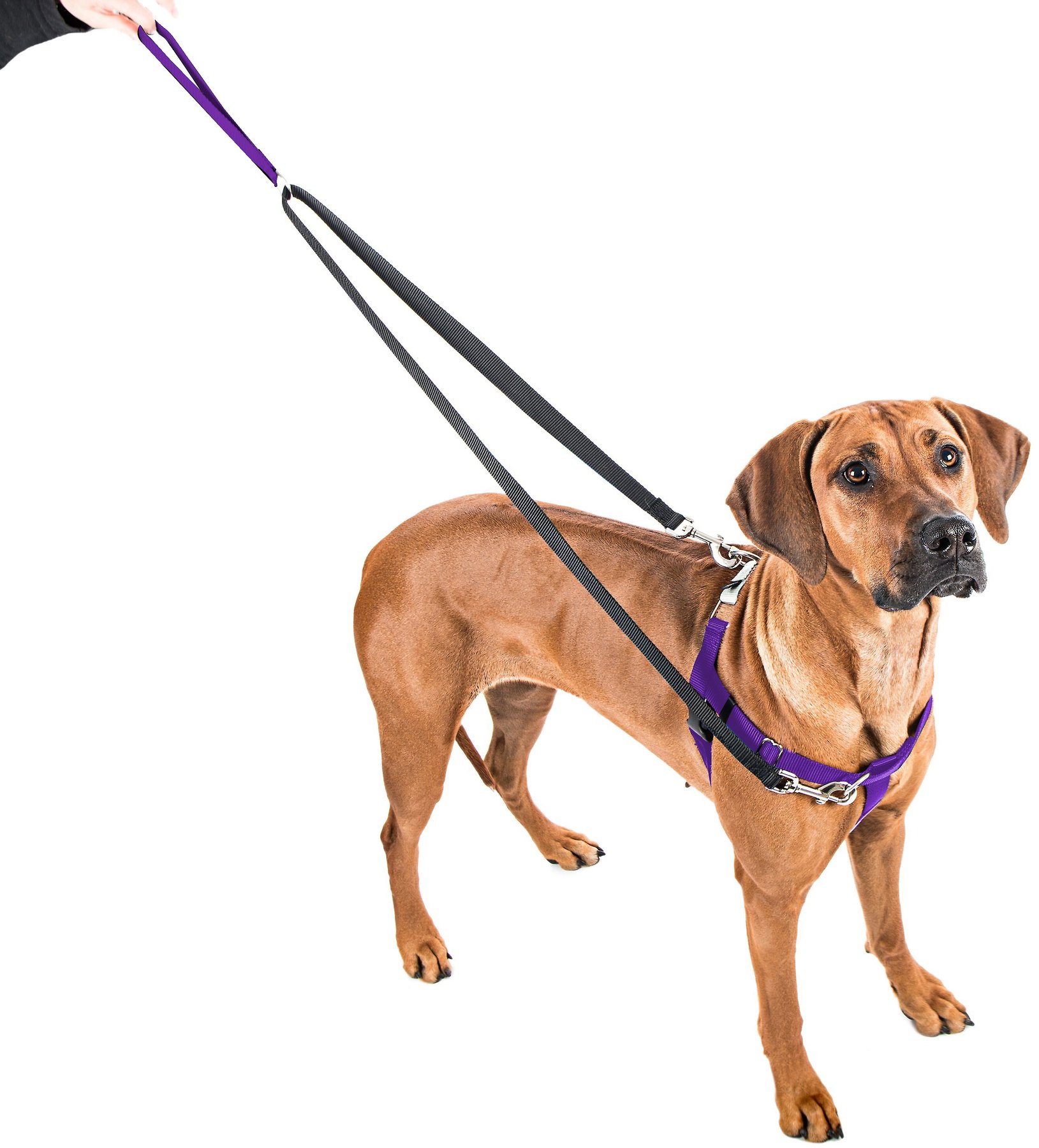 EarthStyle Designs 2 Hounds Design Freedom No Pull Dog Harness and Leash Adjustable Gentle Comfortable Control for Easy Dog Walking |for Small Medium and Large Dogs Made in USA