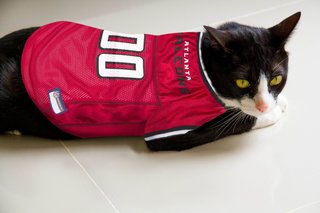 cat chiefs jersey