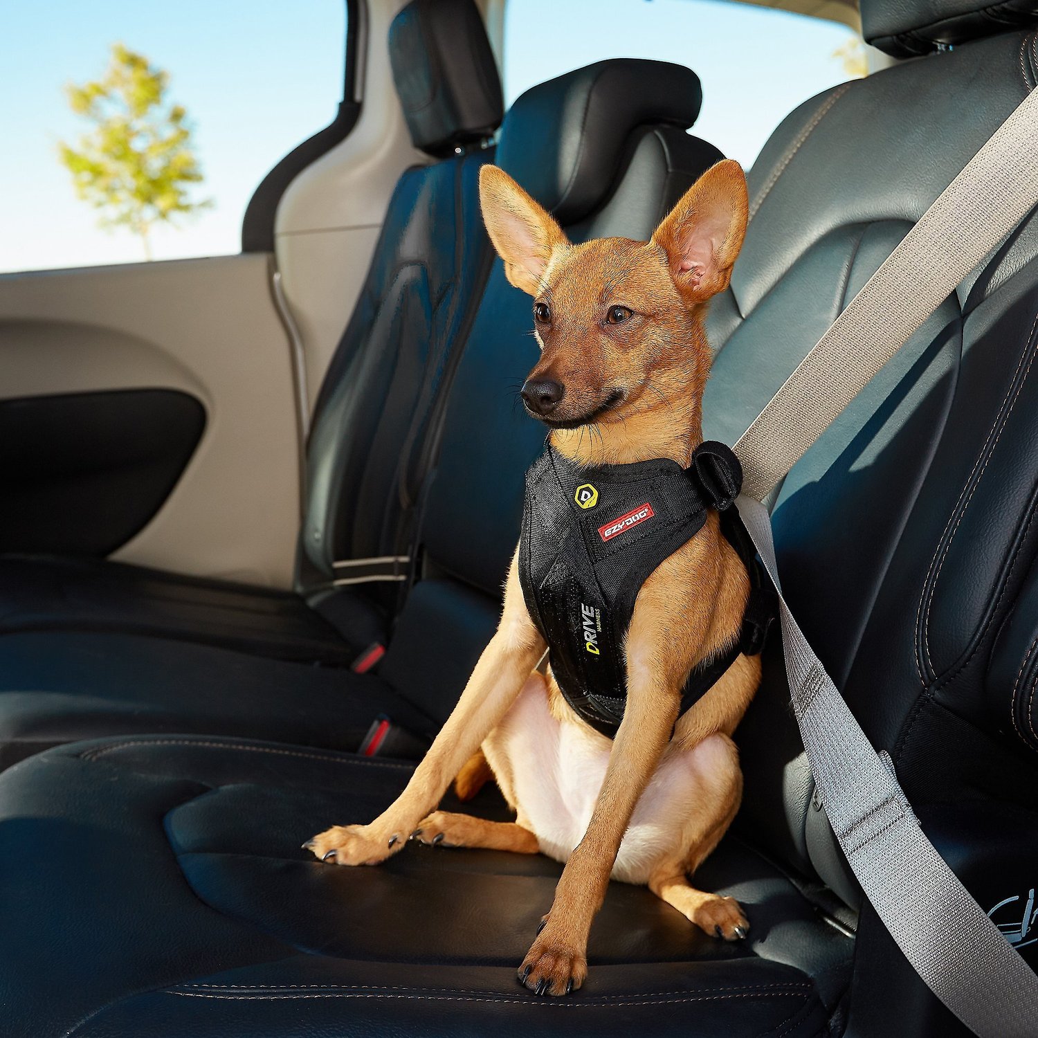 chewy pet car seat