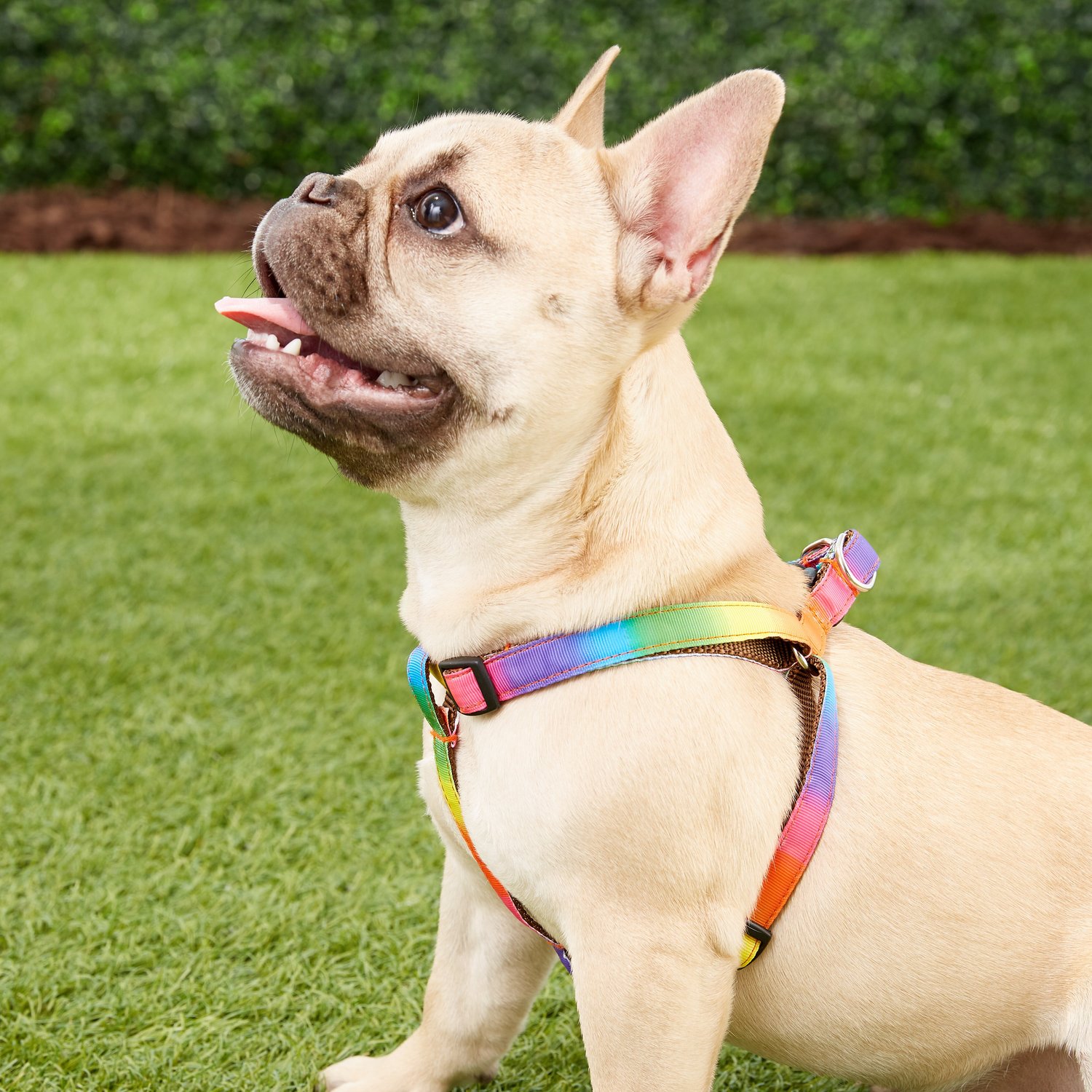 Sassy Dog Wear Rainbow Dog Harness, Rainbow, Small - Chewy.com