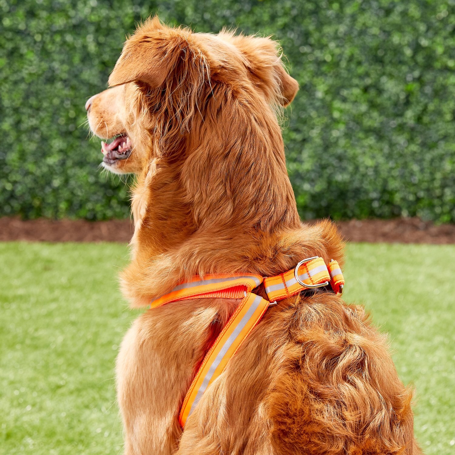 Sassy Dog Wear Reflective Dog Harness, Neon Orange, Large - Chewy.com