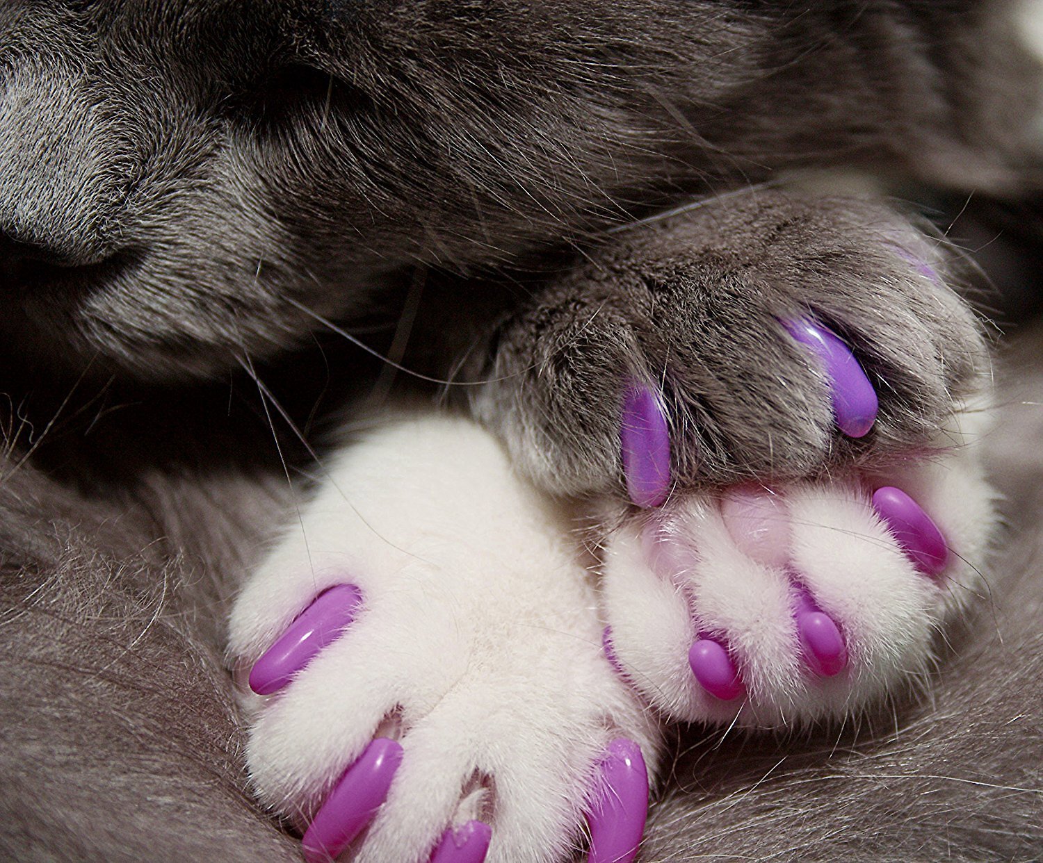 rubber cat claws