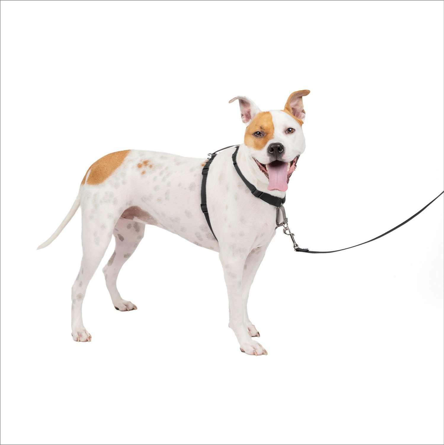 PetSafe 3 in 1 Dog Harness, Black, Medium - Chewy.com