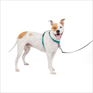 PetSafe 3 in 1 Reflective Dog Harness, Teal, Medium: 24 to 34-in chest