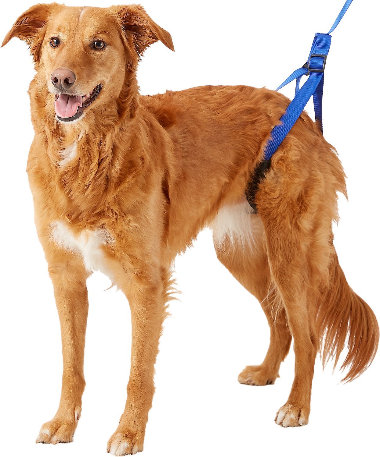 HandicappedPets Rear Support Dog Leash