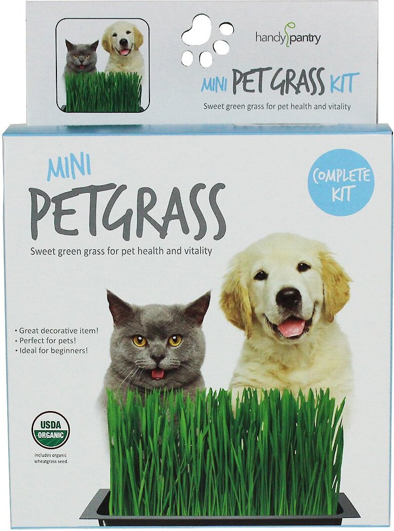 Handy Pantry Mini Pet Grass Kit, 1 count - Chewy.com