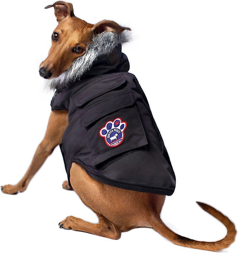 jacket dog