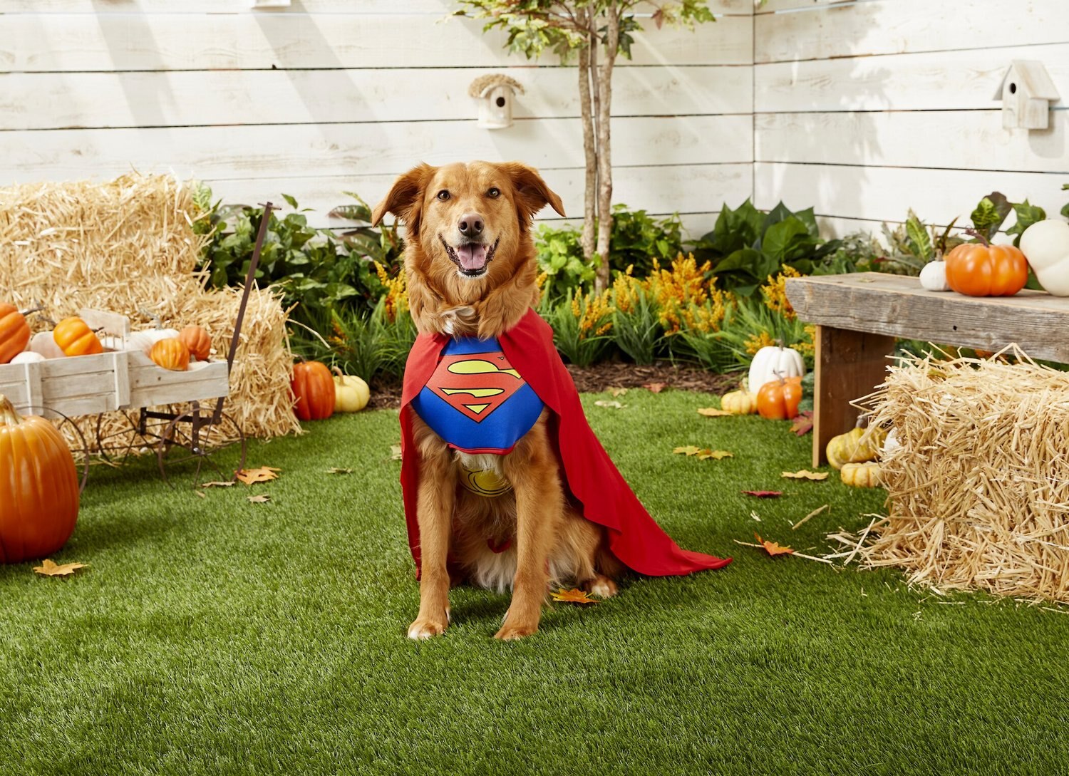 Rubie's Costume Company Classic Superman Dog & Cat Costume, Medium