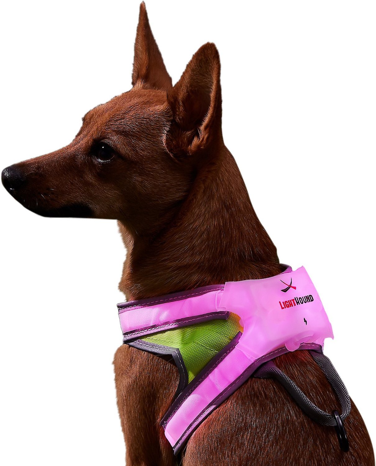 Noxgear LightHound LED Illuminated & Reflective Dog Harness, Small