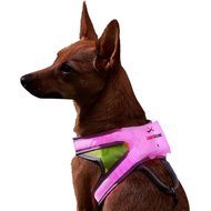 Noxgear LightHound LED Illuminated & Reflective Dog Harness