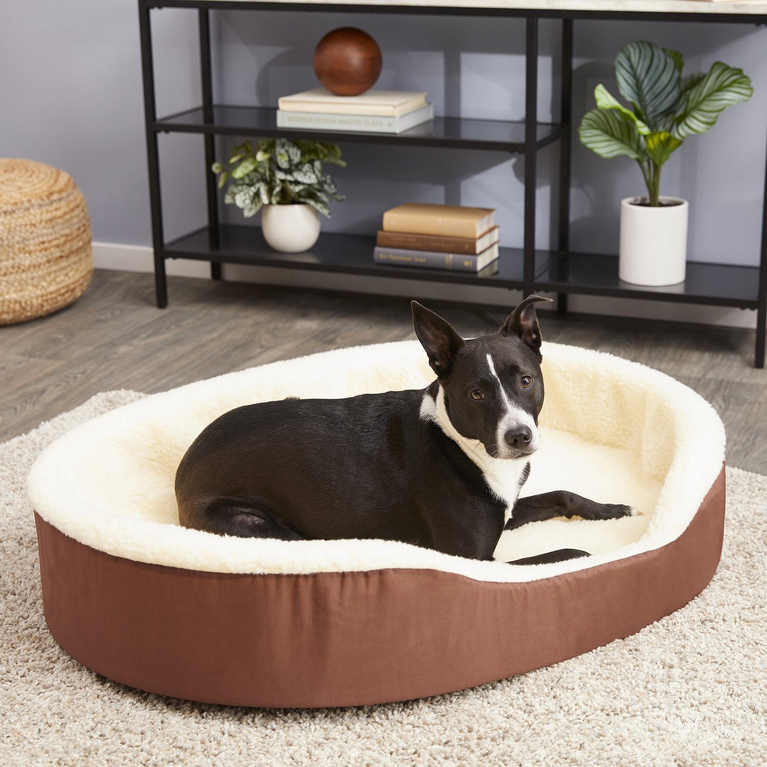 chewy dog beds