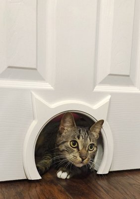 The Kitty Pass Interior Cat Door, slide 1 of 1