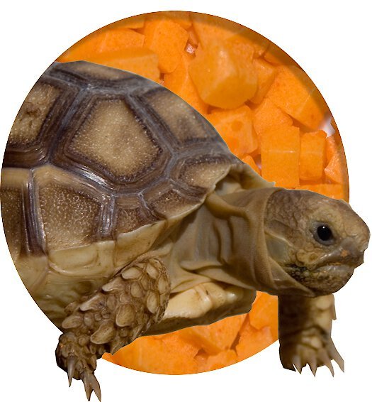 Nature Zone Bites for Tortoises