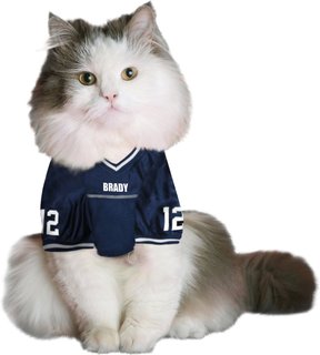tom brady cat jersey