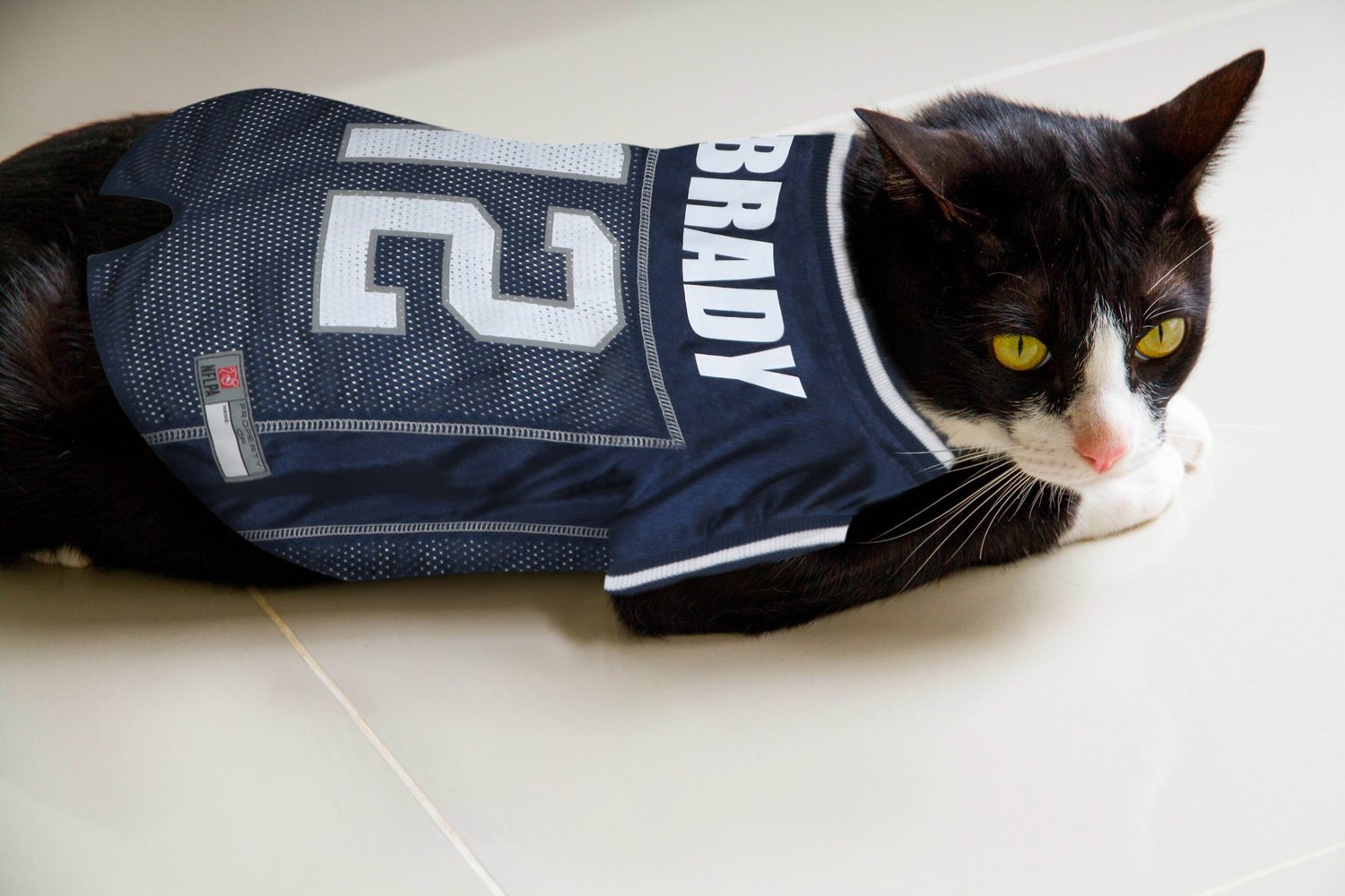 cat patriots jersey