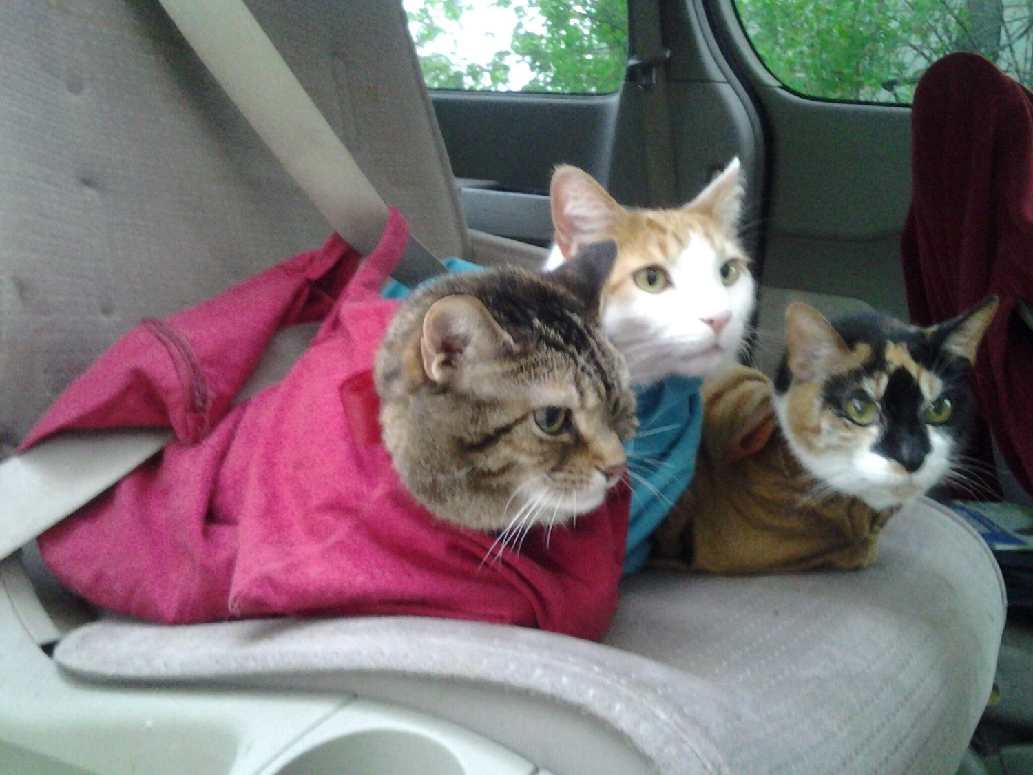 Catinthebag Cozy Comfort Cat Carrier, Large, Lavender