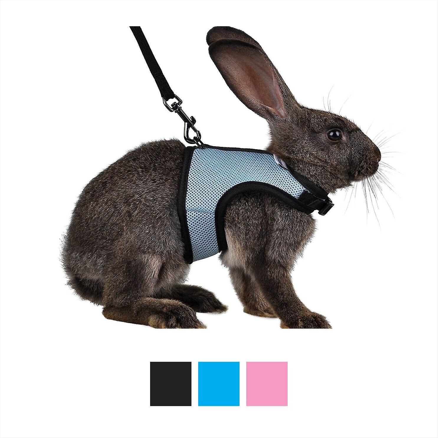 rabbit leash