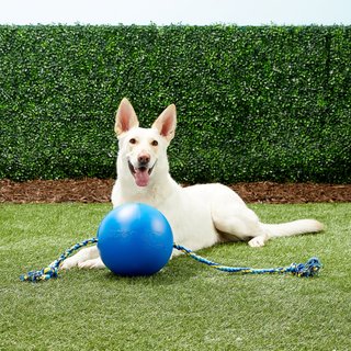 weighted dog ball