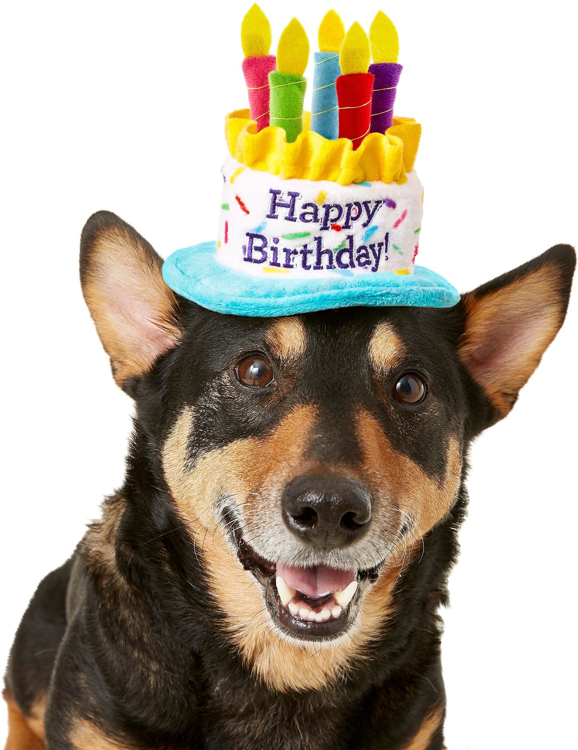 FRISCO Birthday Cake Dog \u0026 Cat Hat, X 
