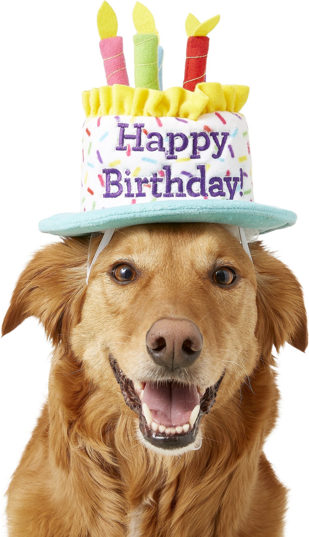 Dog Collar Dog Hat Cat Kitty Dog Puppy Pig Birthday Pet Birthday Birthday Hat Dog Party Hat Animal Hat