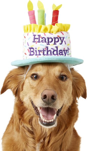Frisco Birthday Cake Dog & Cat Hat, Medium/Large slide 1 of 7