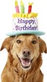 Frisco Birthday Cake Dog & Cat Hat, Medium/Large