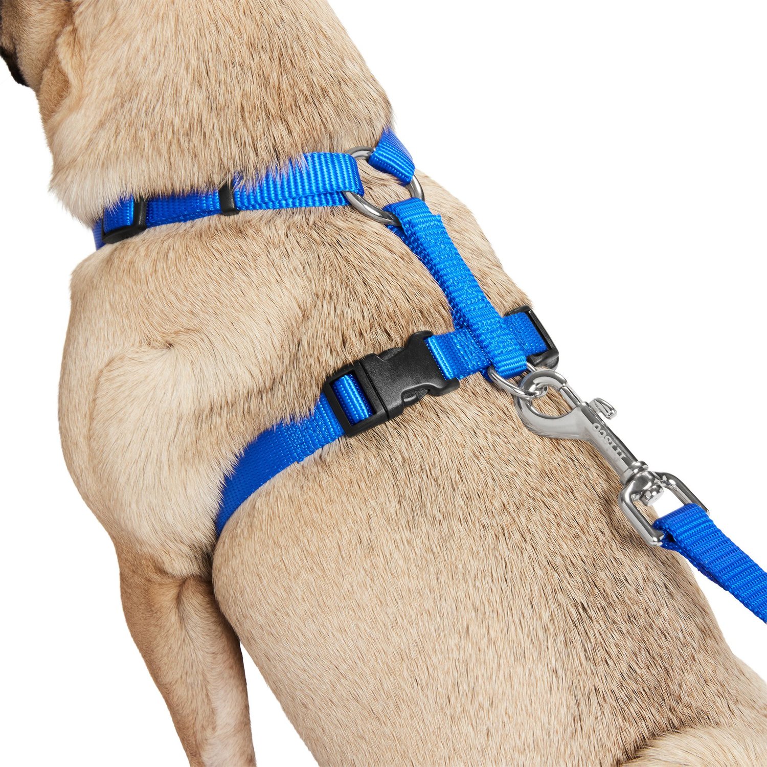 Frisco Padded No Pull Front Lead Dog Harness (Free Shipping) | Chewy