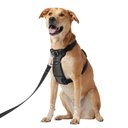 Frisco Padded Nylon No Pull Dog Harness, Black, 26 to 38-in chest