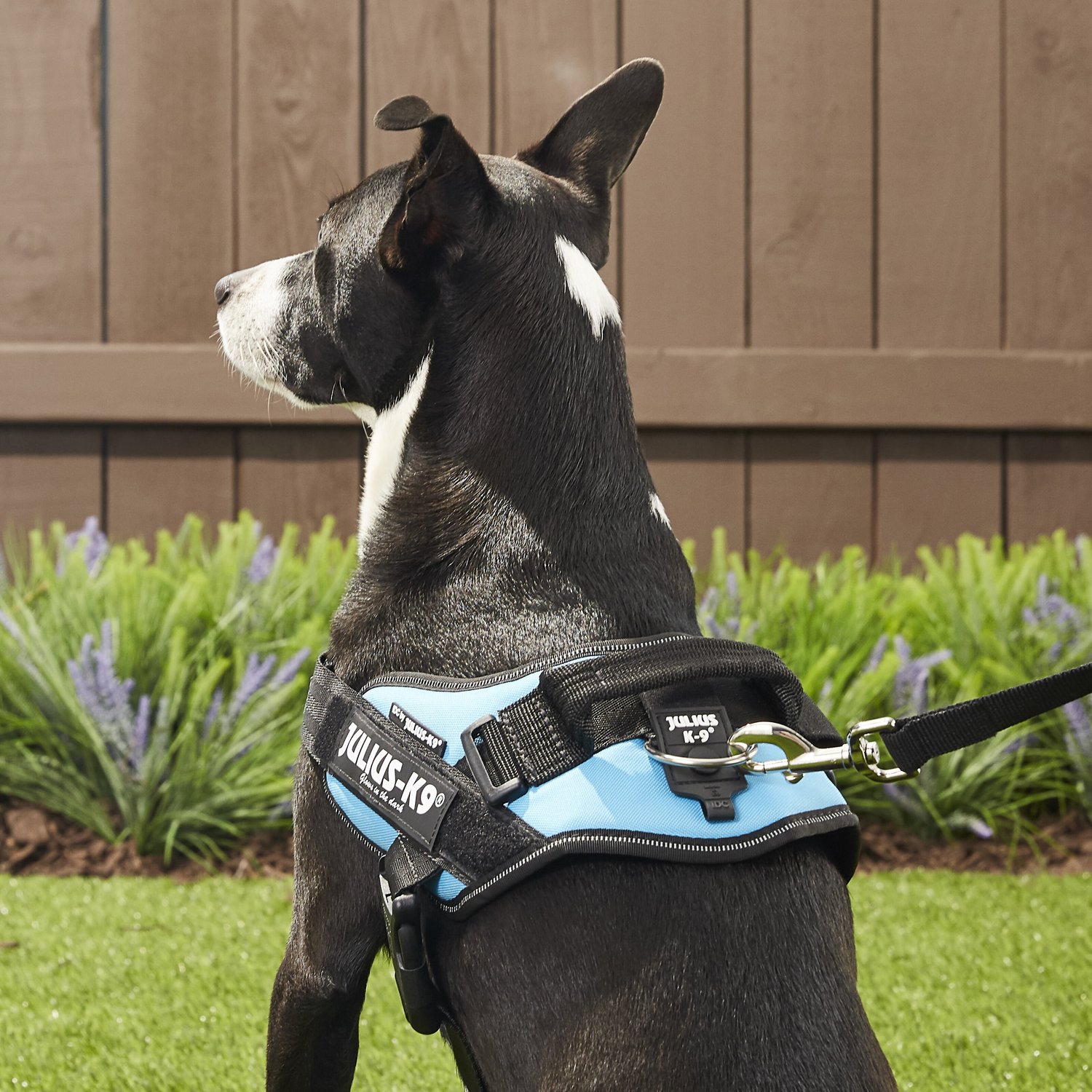 Julius-K9 IDC Powerharness Dog Harness, Aquamarine, Size 0 - Chewy.com