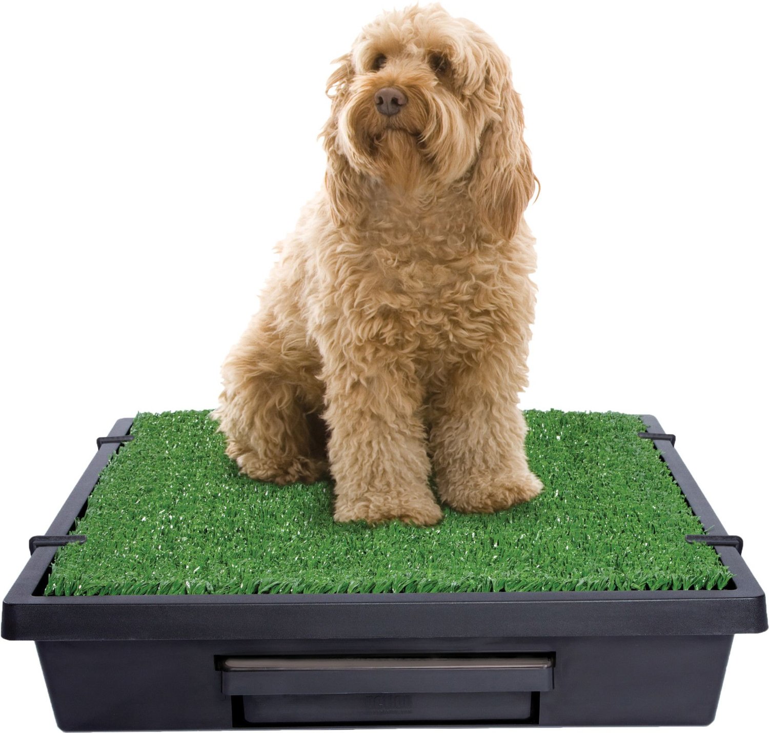 dog grass pee box