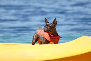 chewy dog life jacket