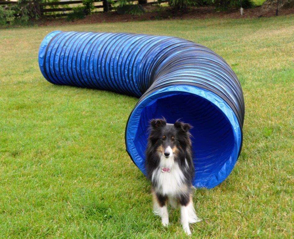 indoor or outdoor 3m activity tunnel for dogs NAYLOR Blue Full Non-Slip pop up agility tunnel for dogs