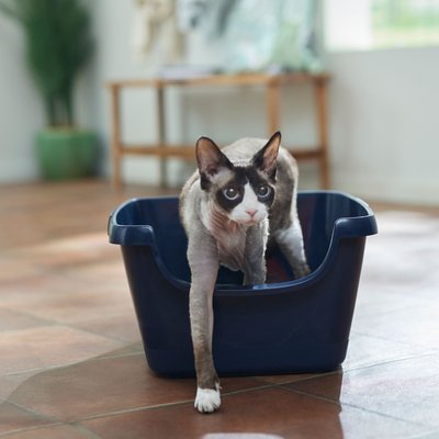 Frisco High Sided Cat Litter Box, Medium 18-in, slide 1 of 1