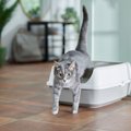 Frisco Open Top Cat Litter Box With Rim, Gray, Large 19-in