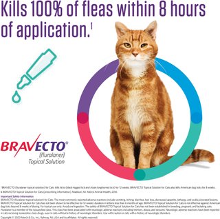 bravecto flea for cats