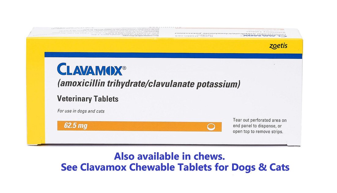 Clavamox Dosage For Cats Side Effects Food Ideas