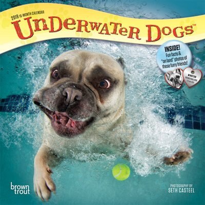 Underwater Dogs 2019 Mini Wall Calendar, slide 1 of 1