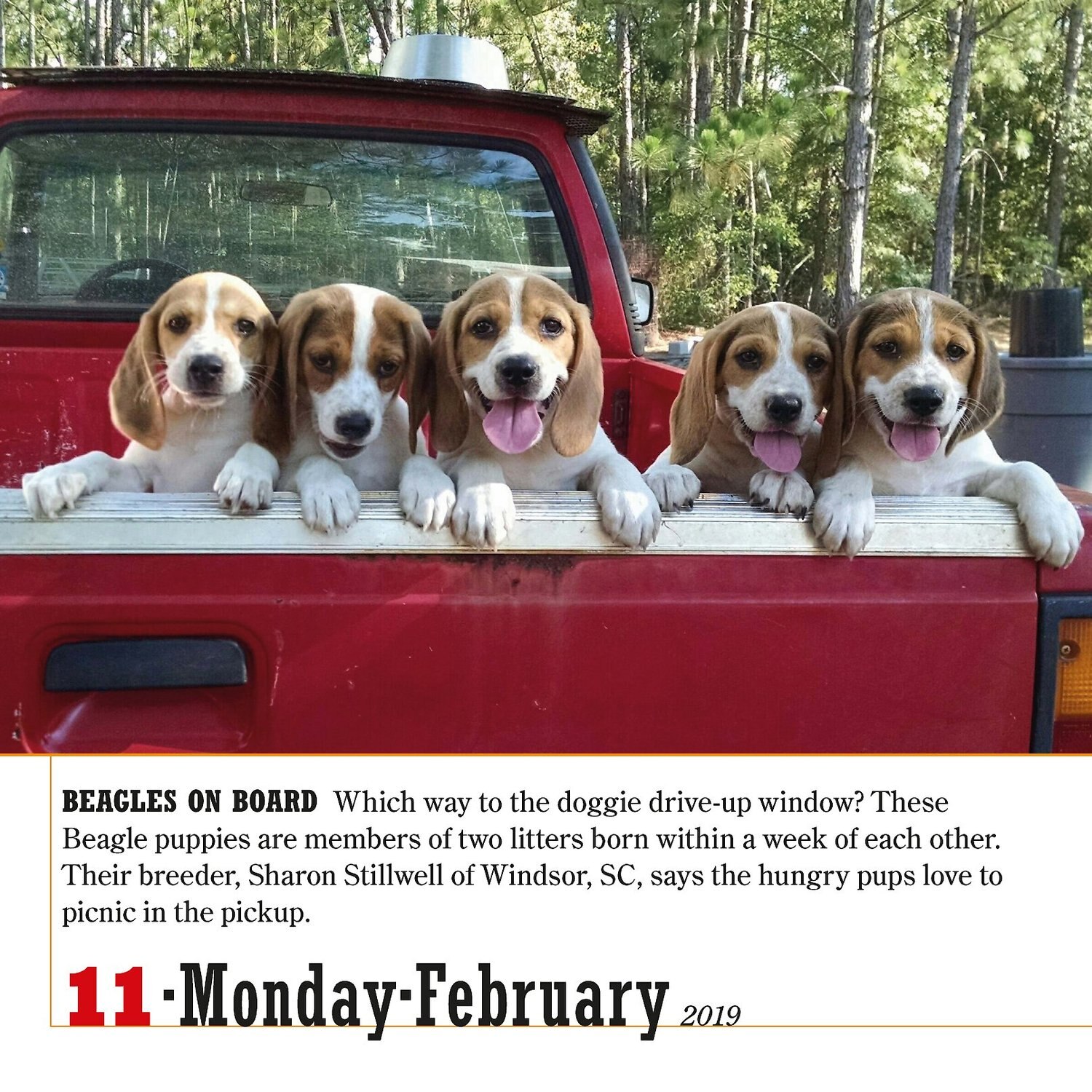 365 Dogs Page A Day Calendar Chewy