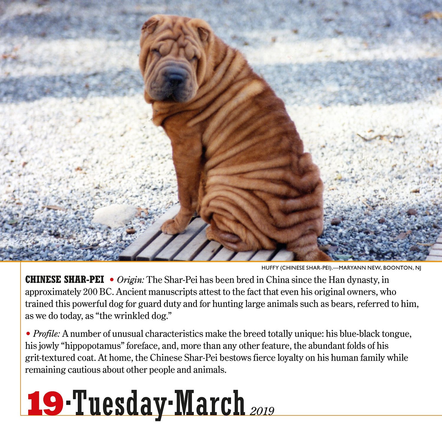 365-dogs-page-a-day-calendar-chewy