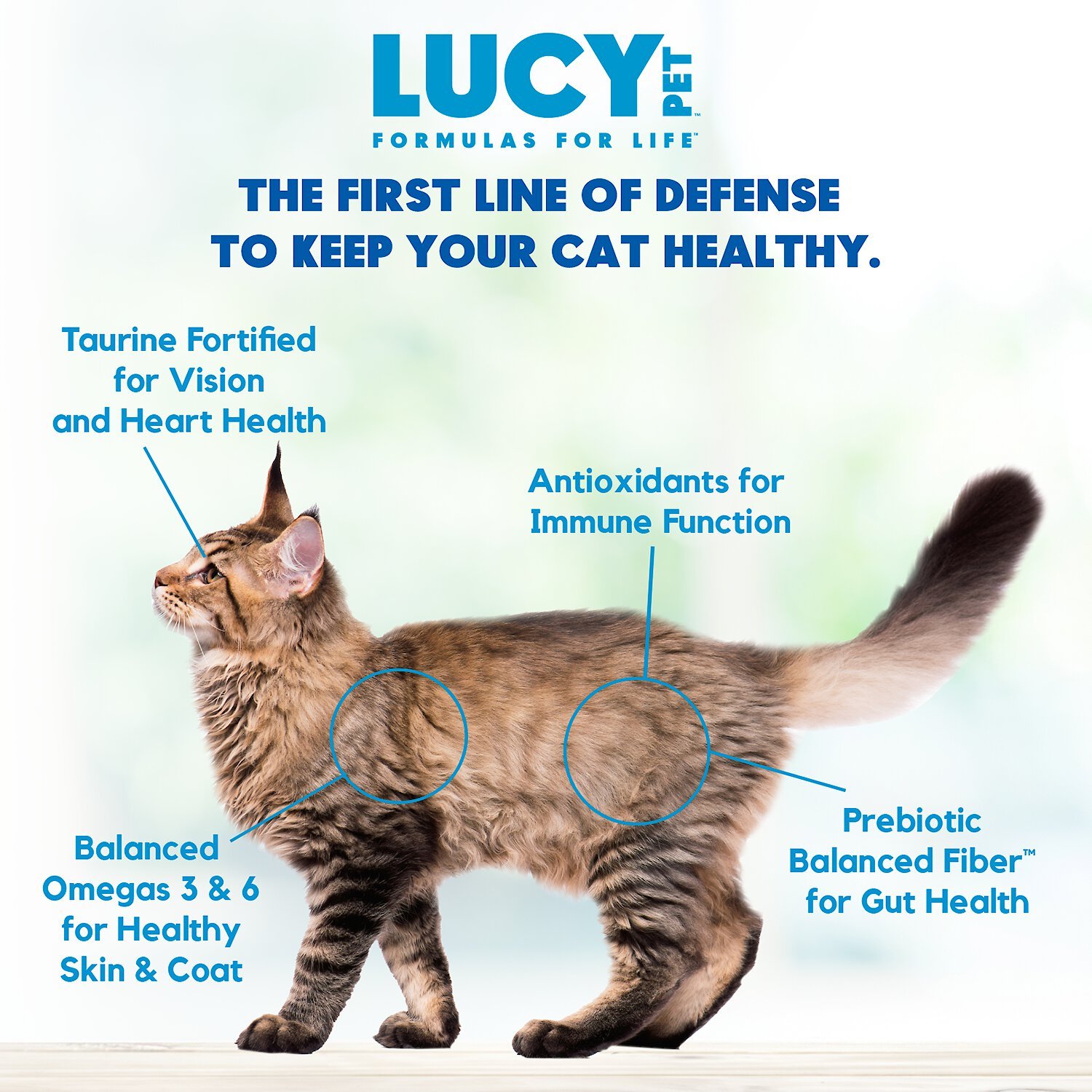 Lucy cat
