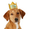 Frisco Happy Birthday Dog & Cat Crown, X-Small/Small