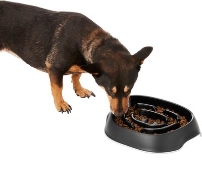 Frisco Non-Skid Slow Feeder Dog & Small Pet Bowl, slide 1 of 1
