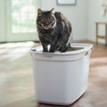 Frisco Top Entry Cat Litter Box, Gray, Large 23-in