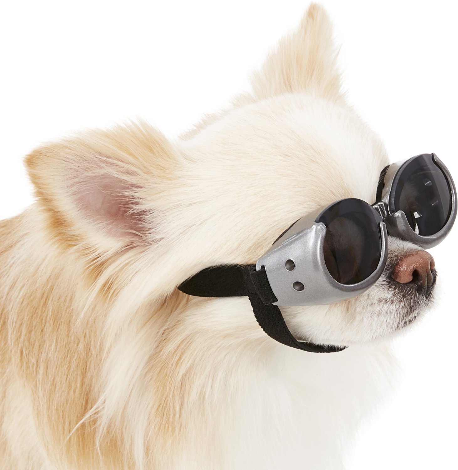dog paw clean sunglasses